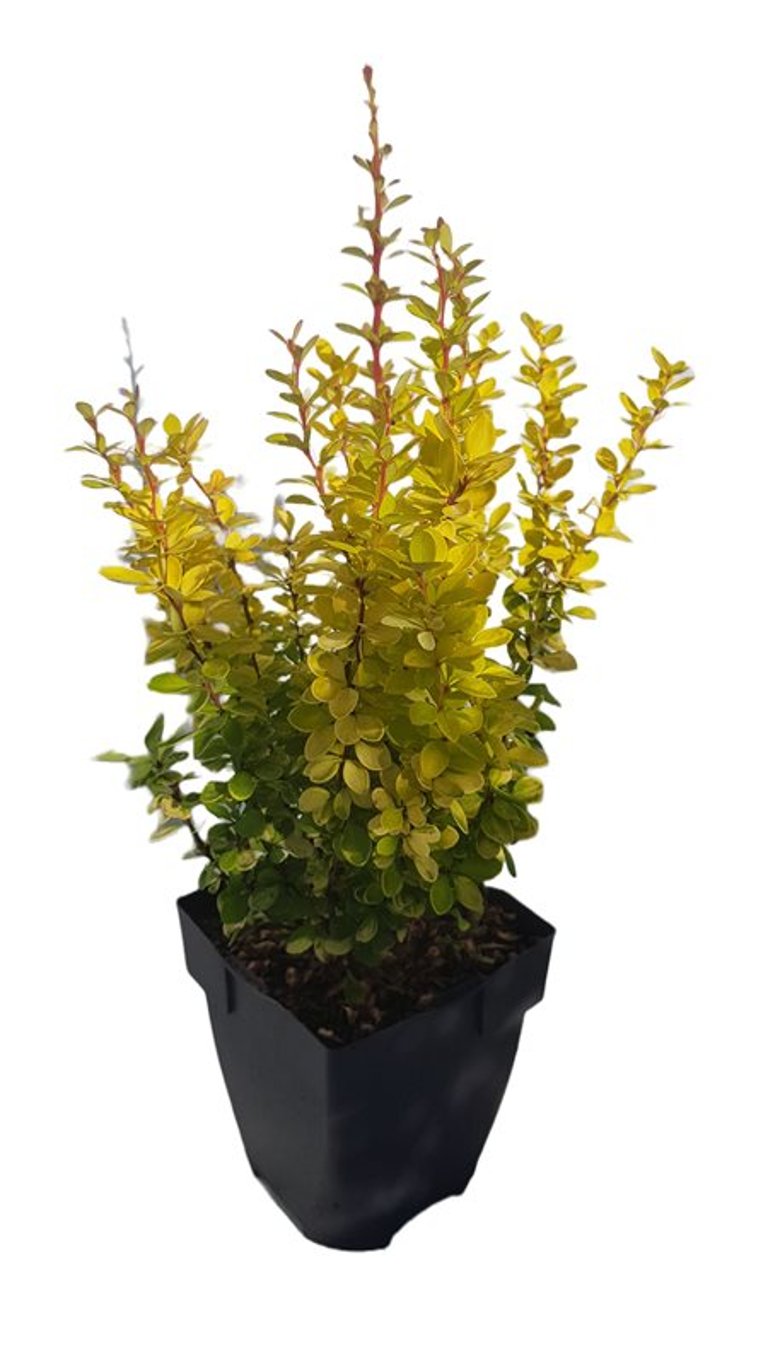 Berberis thunb. 'Yellow Tower' - C2